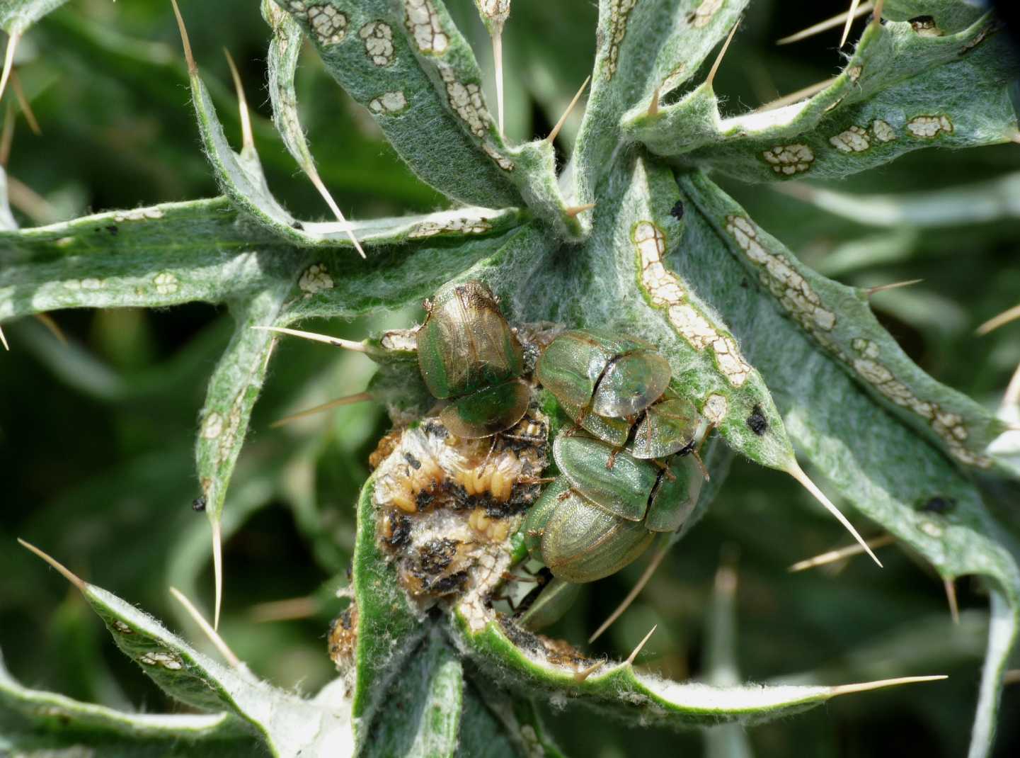 Cassida deflorata in riproduzione